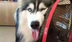 二哈动漫,欢乐逗趣，治愈心灵的神犬传奇